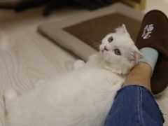 -猫和宫(六道口店)