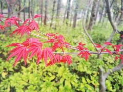 -大宁郁金香公园-停车场