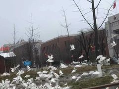 -照金红色旅游名镇