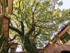 -普陀山雷迪森庄园