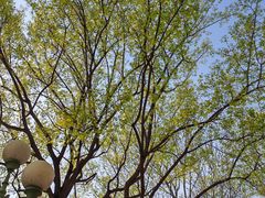 -永定河休闲森林公园