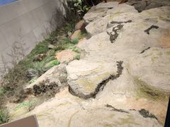 -北京周口店北京人遗址博物馆