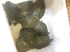-大圣甲(汉口店)