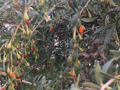 -百瑞源枸杞(玉皇阁店)