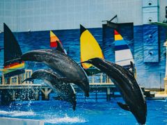 -海合安天津极地海洋公园