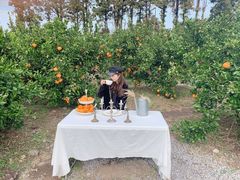 -柑橘农场