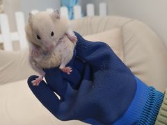 -怪兽屋·羊驼·猫咖·狗咖(俊华广场店)