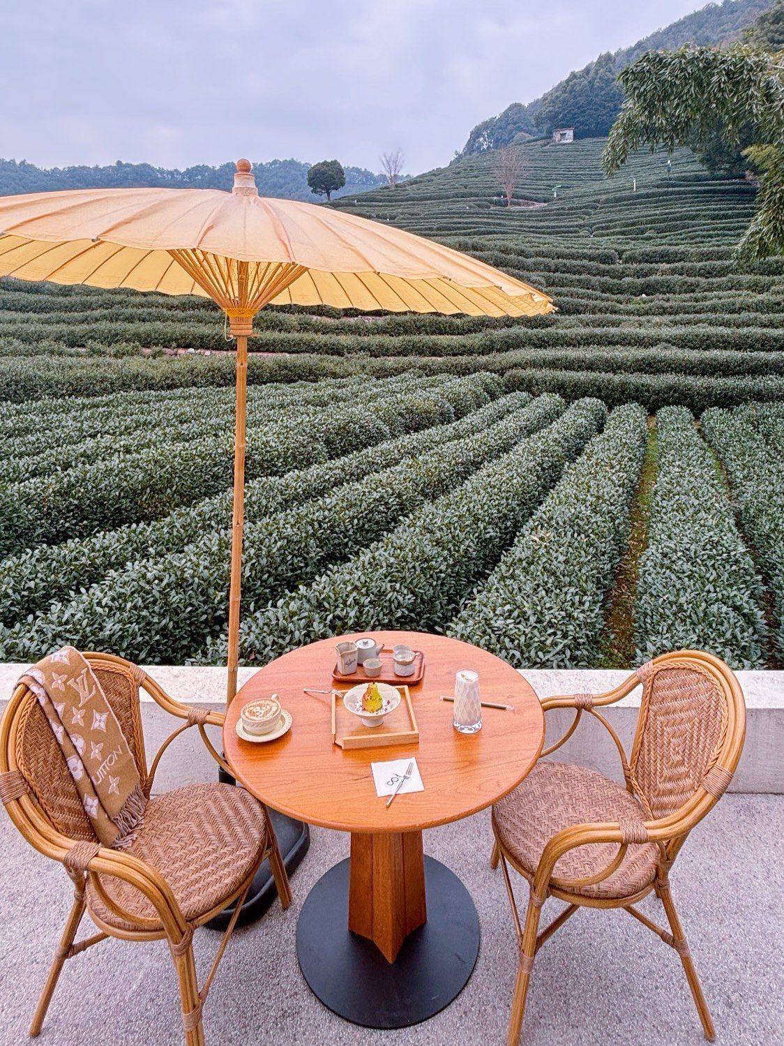 龙井82——茶山上的悠闲午后