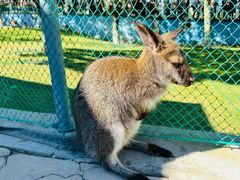 -西霞口神雕山野生动物世界