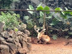 -海南热带野生动植物园