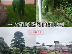 -龙大花卉苗木市场
