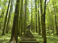 -武陵山森林公园