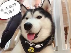 海参-Husky Go! 哈士奇体验馆·宠物咖啡厅狗咖