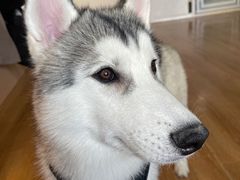 -Husky Go! 哈士奇体验馆·宠物咖啡厅狗咖