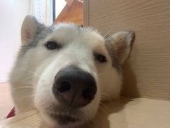 -Husky Go! 哈士奇体验馆·宠物咖啡厅狗咖