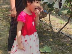 -马陆小张葡萄园农家乐