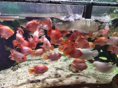 -太平洋海底世界