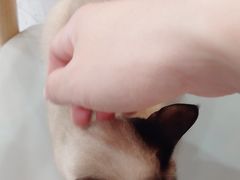 -喵园·猫主题咖啡厅·撸猫·猫咖(国贸店)