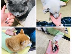 -逗柴咖啡屋·狗咖猫咖宠物桌游