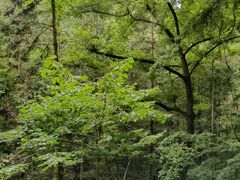 -素山寺森林公园