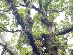 -中国科学院西双版纳热带植物园