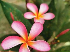 -三亚南山文化旅游区