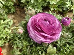 -郑州中国绿化博览园