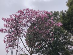 -七宝老街-闵行市民文化广场