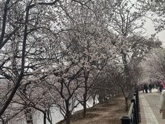 -桃花堤公园