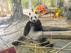 -海南热带野生动植物园