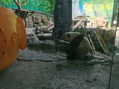 -灵玲国际马戏城