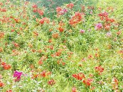 -铁山坪森林公园