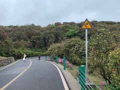 -贵州百里杜鹃风景名胜区