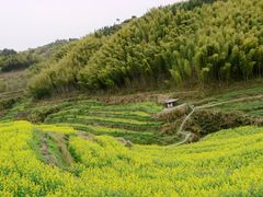 -灵山景区梯田