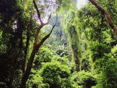 -西双版纳原始森林公园