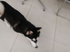 -怪兽屋·羊驼·猫咖·狗咖(俊华广场店)