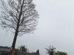 -南汇新场正宗水蜜桃采摘