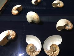-青岛贝壳博物馆