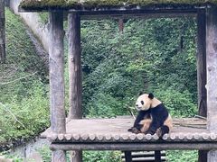 -中国大熊猫保护研究中心雅安碧峰峡基地