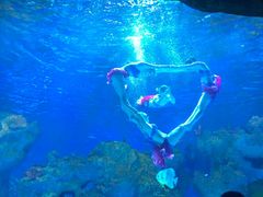 -芜湖新华联大白鲸海洋公园