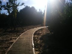 -春花秋色城市公园