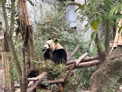 -成都大熊猫繁育研究基地