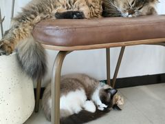 -共舞时光猫咖·狗咖(新街口店)