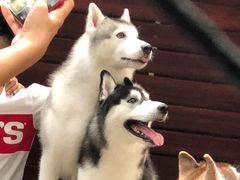 -TrueLove @ Neverland (Husky Cafe)