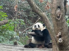 -成都动物园