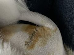 -纳吉亚猫专科动物医院·北北分院