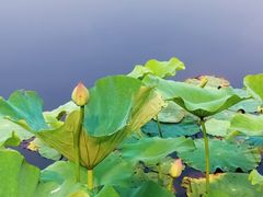 -荷塘月色湿地公园·向阳花洲