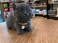 -小尾巴宠物店(万科·金域华庭店)