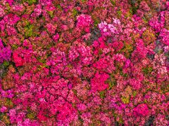 -木兰云雾山