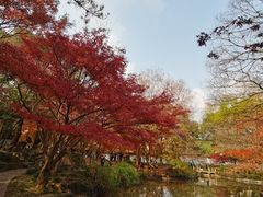 -秋霞圃